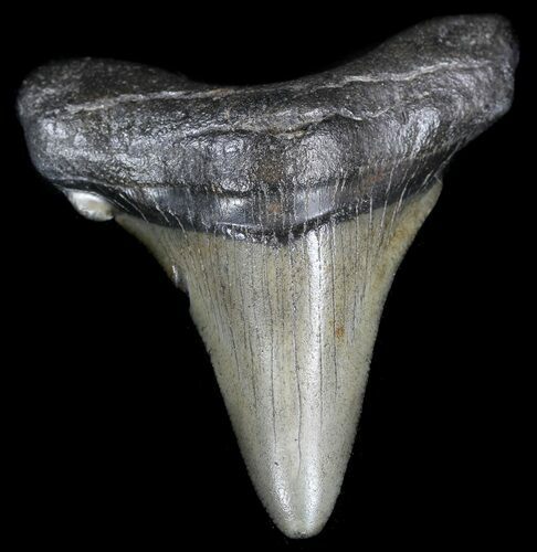 Bargain Angustidens Tooth - Megalodon Ancestor #35438